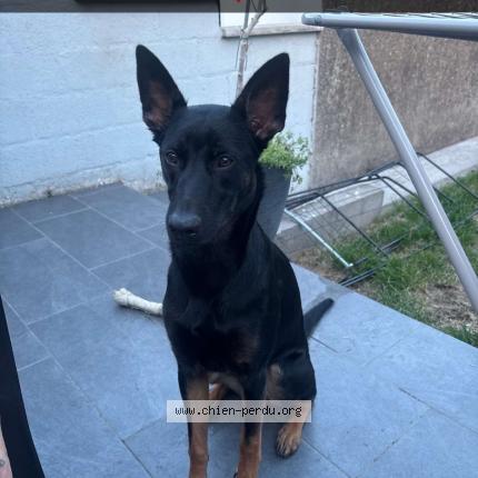 Foto 1/1 Hond teruggevonden Vermist in Chatelineau