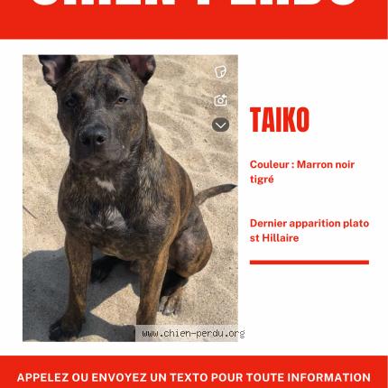 Photo 1/1 Taiko Chien lost in Grasse