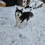 Picture of dog lost at Kain