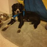 Picture of dog lost at Rainans