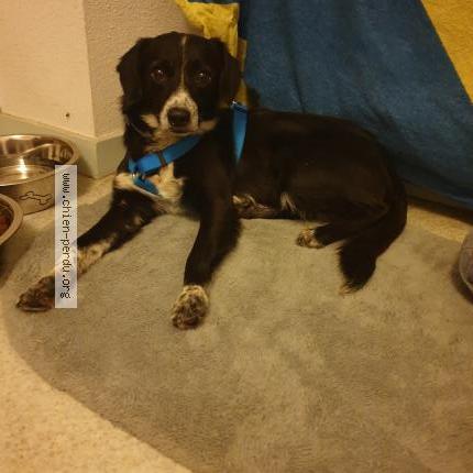 Photo 1/1 Lula Chien lost in Rainans