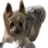 Picture of dog lost at Cuenca