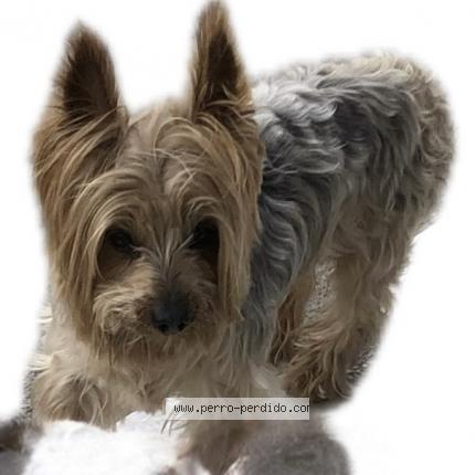 Photo 1/1 Manchas Chien lost in Cuenca