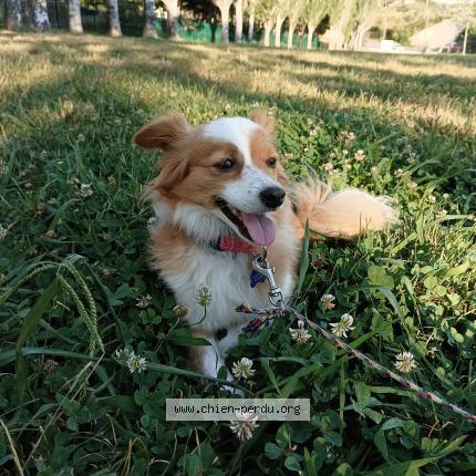 Photo 1/1 Lola Chien lost in Marseille