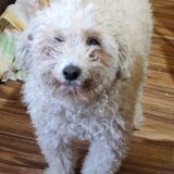 Picture of dog lost at Montevideo