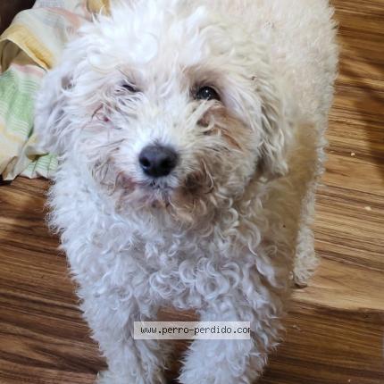 Photo 1/1 Pompon Chien lost in Montevideo