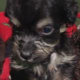 Picture of dog lost at Barcelona