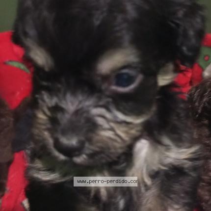 Photo 1/1 Pingüi Chien lost in Barcelona