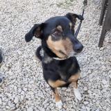 Picture of dog lost at Cadenet