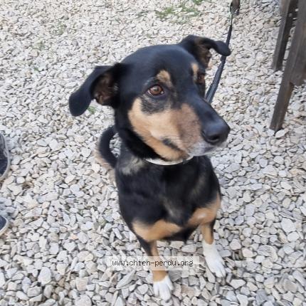 Photo 1/1 Snow Chien lost in Cadenet