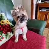 Picture of dog lost at Volesvre