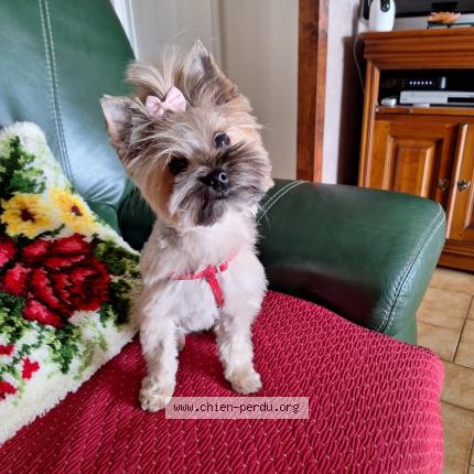 Photo 1/1 SYBELLE Chien lost in Volesvre