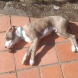 Picture of dog found at Measnes