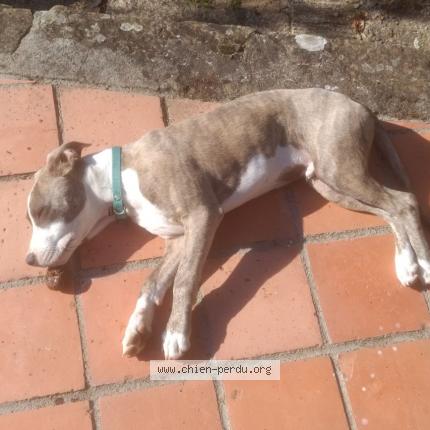 Photo 1/1 Found dog Found in Measnes