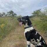 Picture of dog lost at St Paul Les Dax