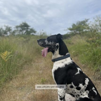 Photo 1/1 Rock Chien lost in St paul les dax