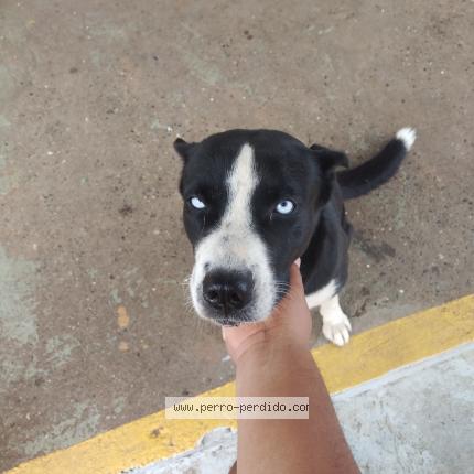 Photo 1/1 Found dog Found in Panama