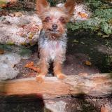 Picture of dog lost at Saint Paul De Fenouillet