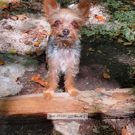 Photo 1/1 Jaisy Chien lost in Saint paul de fenouillet
