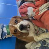 Picture of dog lost at Valvigneres