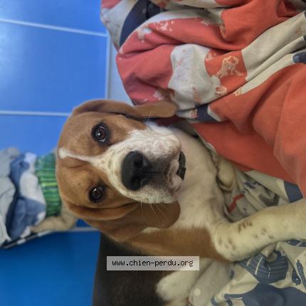 Photo 1/1 Vaky Chien lost in Valvigneres