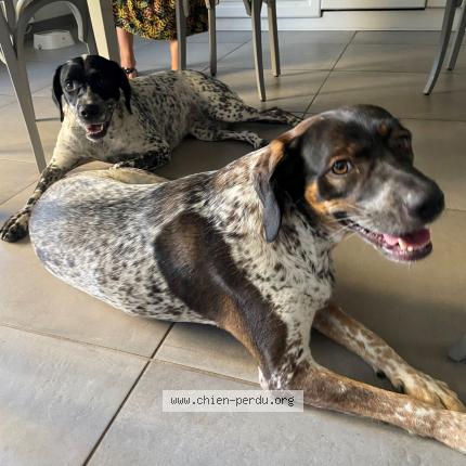 Photo 1/1 Found dog Found in Auriac sur vendinelle