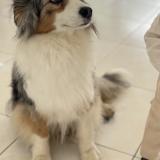 Picture of dog lost at Pressigny Les Pins