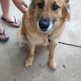 Picture of dog found at Rouans