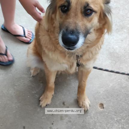 Photo 1/1 Found dog Found in Rouans