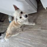 Picture of dog lost at La Chapelle Sur Erdre