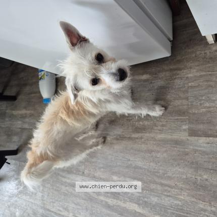 Photo 1/1 Billy Chien lost in La chapelle sur erdre