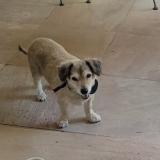 Picture of dog lost at Castellar