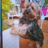Picture of dog lost at Bourgtheroulde Infreville