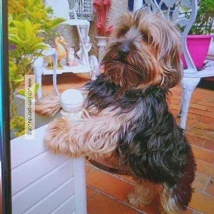 Photo 1/1 gypsy Chien lost in Bourgtheroulde infreville