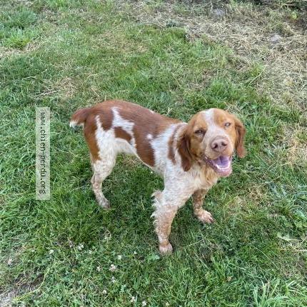 Photo 1/1 Dog reunited Found in Saint pierre de cernieres