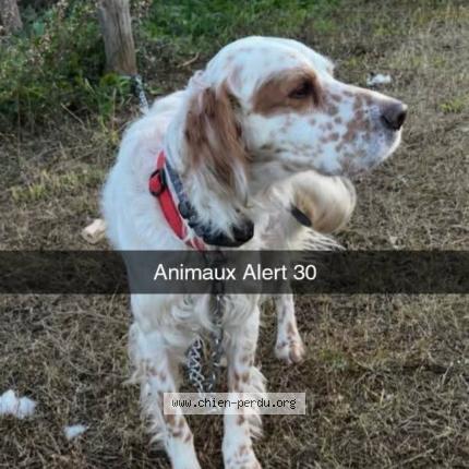 Photo 1/1 Obélix Dog lost in Bellegarde