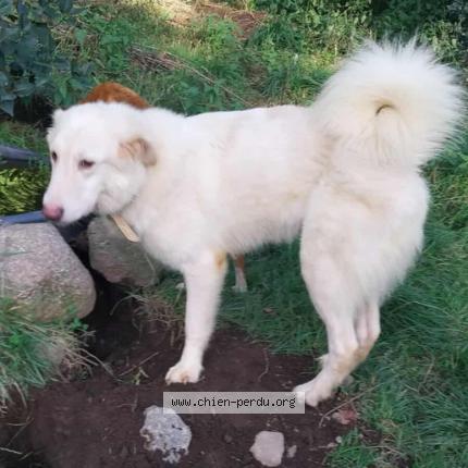 Photo 1/1 Duke Chien lost in Le lac de la lande