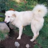 Picture of dog lost at La Bresse