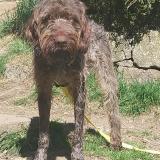 Picture of dog lost at La Bresse
