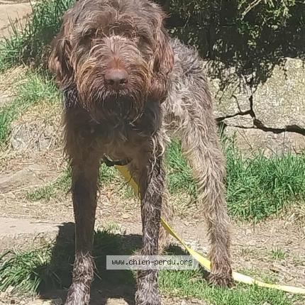 Photo 1/1 Trufo Chien lost in La bresse