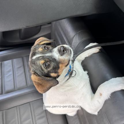 Photo 1/1 Found dog Found in Olivos