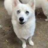 Picture of dog lost at Strasbourg