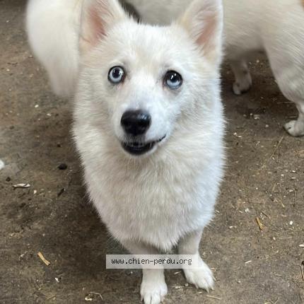 Photo 1/1 Tanelle Chien lost in Strasbourg