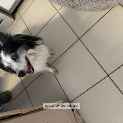 Photo 1/1 Found dog Found in La baule