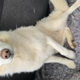 Picture of dog lost at Campbon