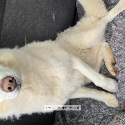 Photo 1/1 Jeiko Chien lost in Campbon