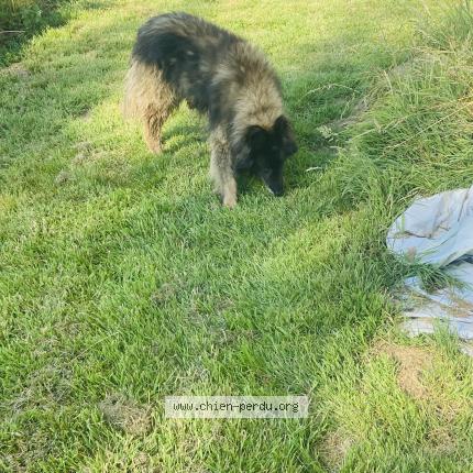 Photo 1/1 Found dog Found in Fry