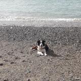 Picture of dog lost at Heugueville Sur Sienne