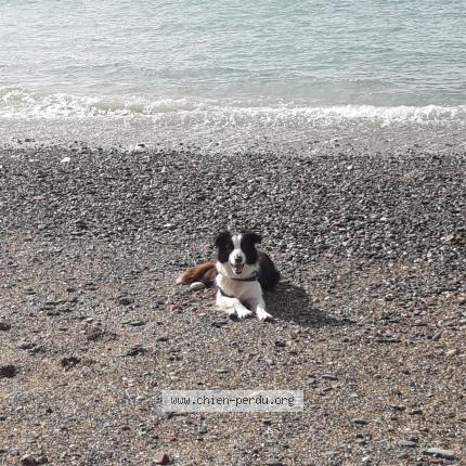 Photo 1/1 Tara Chien lost in Heugueville sur sienne