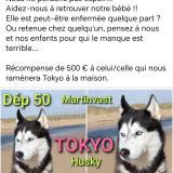 Picture of dog lost at Martinvast